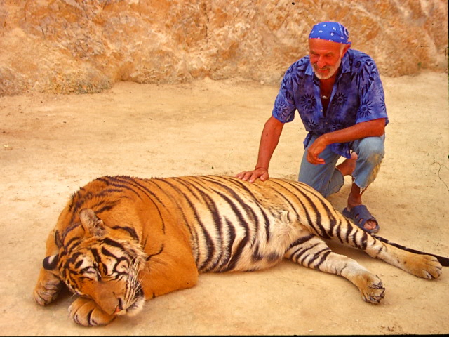 Thai.Tiger Gang1